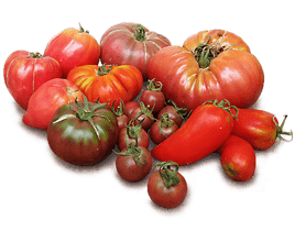 el mejor tomate del mundo, rústico, ecologico y biodinámico; variedades hairloom, beefsteak.